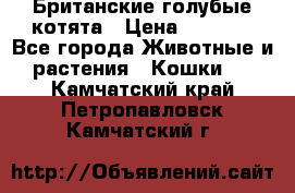 Британские голубые котята › Цена ­ 5 000 - Все города Животные и растения » Кошки   . Камчатский край,Петропавловск-Камчатский г.